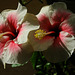 hibiscus indoors i