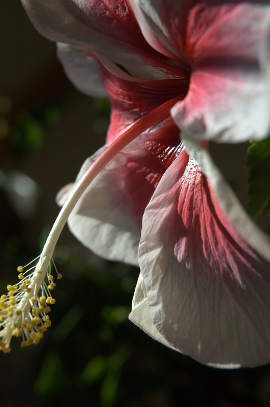 The patient hibiscus - detail