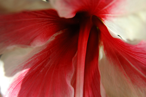 Some aspects of the Patient Hibiscus - i