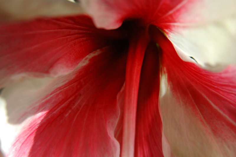 Some aspects of the Patient Hibiscus - i