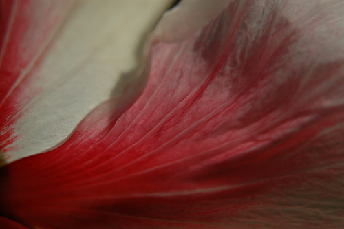 Some aspects of the Patient Hibiscus - iv