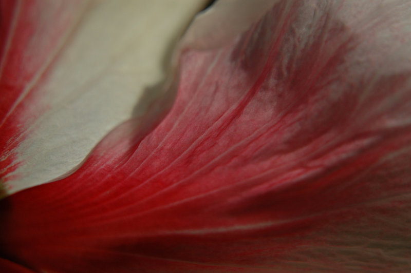 Some aspects of the Patient Hibiscus - iv
