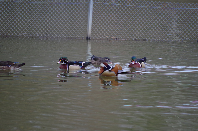 Parc aux oiseaux - Villars les Dombes - Ain