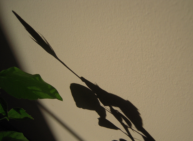 shadow on the wall ii