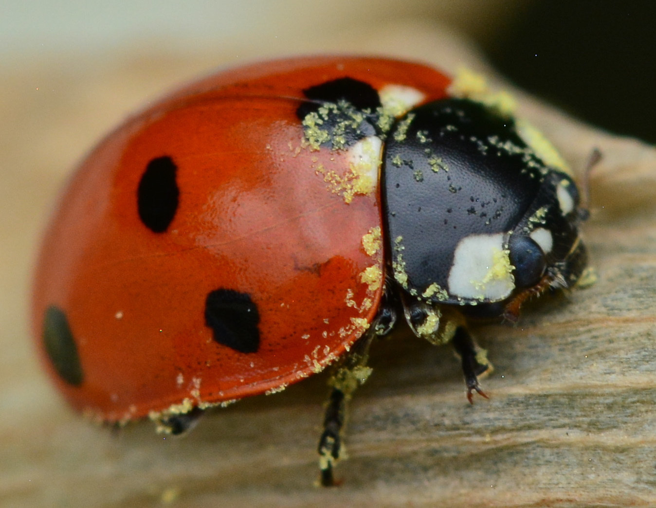 Seven-Spot Ladybird, Coccinella 7-punctata