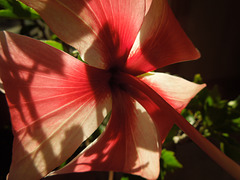 another view of the hibiscus