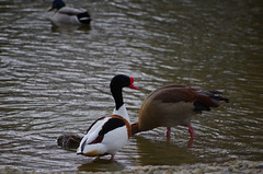 Parc aux oiseaux - Villars les Dombes - Ain