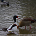 Parc aux oiseaux - Villars les Dombes - Ain