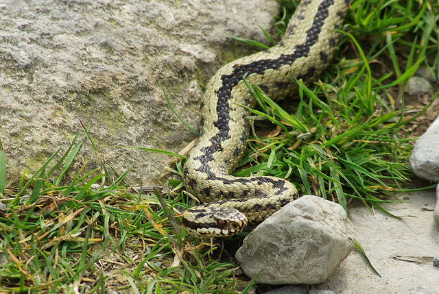 Adder