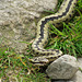 Adder