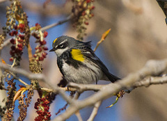 Yellow-Rumped Warbler (Myrtle)