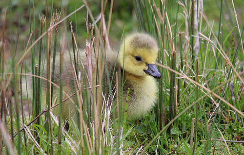 Canadian Gosling