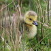 Canadian Gosling