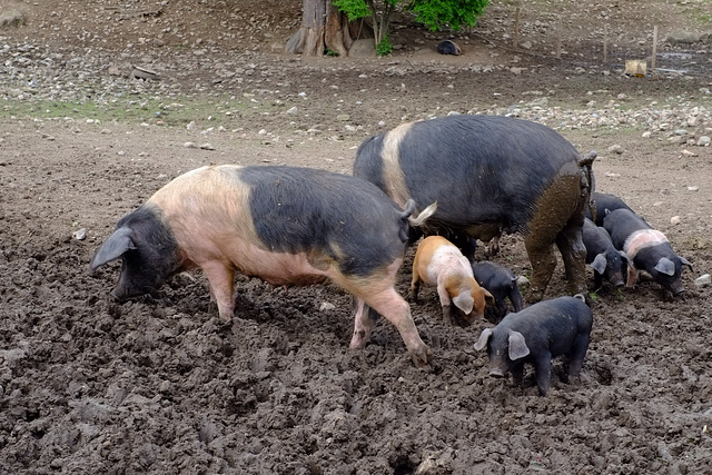 Pigs in Muck !