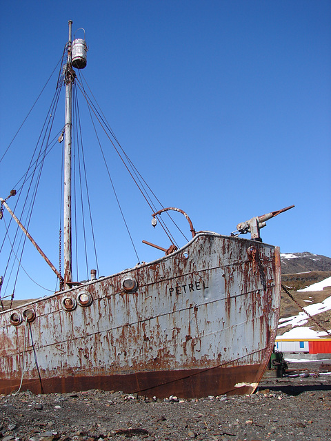 PETREL, South Georgia