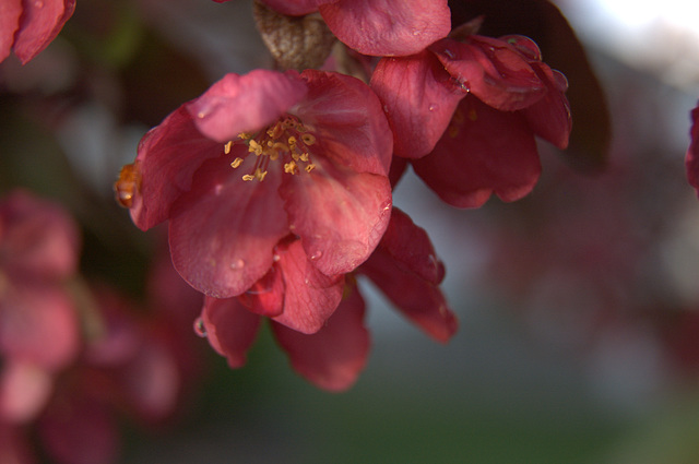 crabapples after the storm