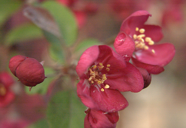 crabapples after the storm