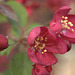 crabapples after the storm