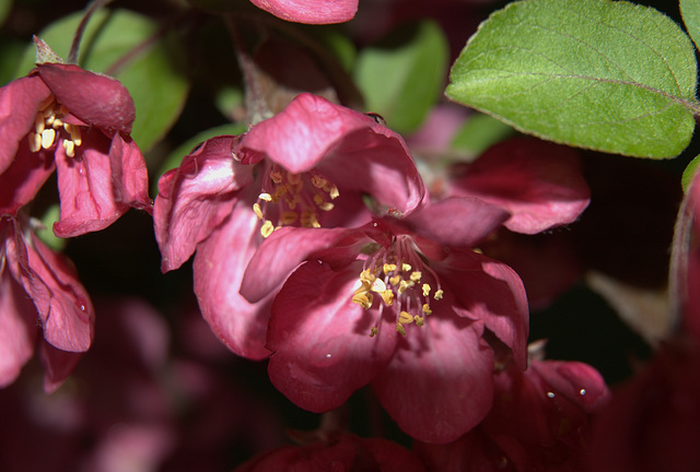 crabapples after the storm