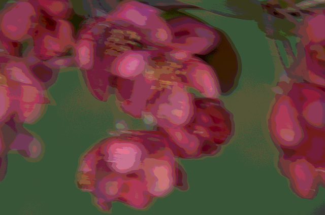 crabapples posterized