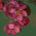 crabapples posterized