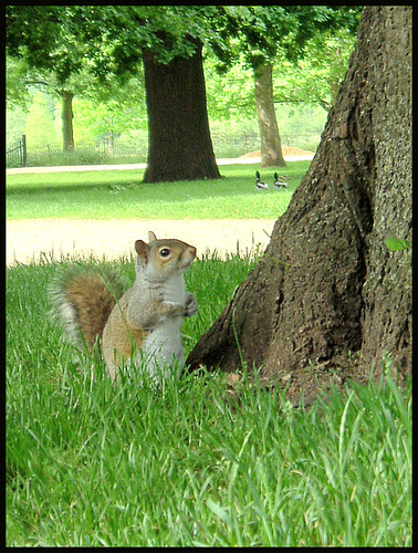 grey squirrel