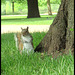 Oxford squirrel