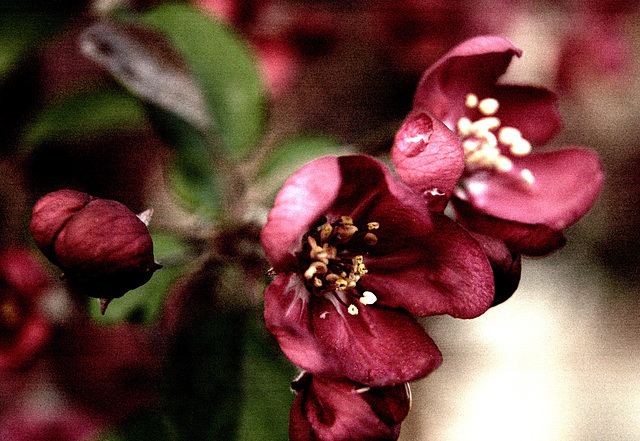 one more processed crabapple