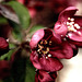 one more processed crabapple