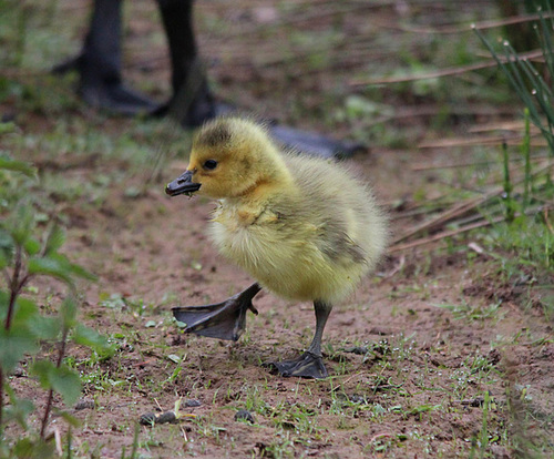 Canadian Gosling