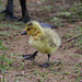 Canadian Gosling