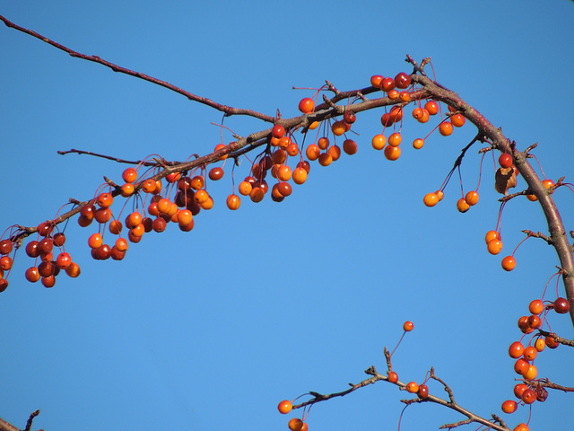 crabapples