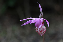 Calypso bulbosa var. occidentalis