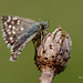 Grizzled Skipper Butterfly.