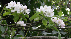 More of the apple blossom