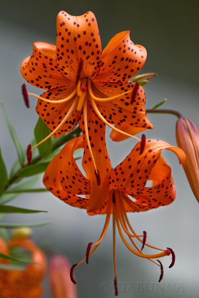 Tiger Lilies