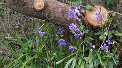 Bluebells are growing down the side of the drive against the old apple tree