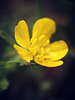 meadow buttercup