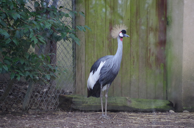 Parc aux oiseaux - Villars les Dombes - Ain