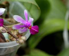 Phalaenopsis 'Anna-Larati Soekardi' x wilsonii