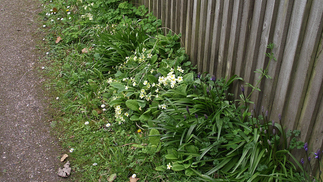 Large clumps of primroses are on the right hand side of the drive