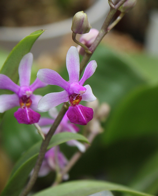 Phalaenopsis 'Anna-Larati Soekardi' x wilsonii