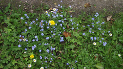 Forget me nots and daisies grace the middle of the drive