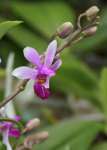 Phalaenopsis 'Anna-Larati Soekardi' x wilsonii