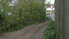 The bottom piece of the driveway with blue bells and lilac bushes edging it
