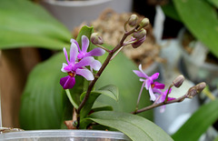 'Phalaenopsis 'Anna-Larati Soekardi' x wilsoniina