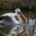 Parc aux oiseaux - Villars les Dombes - Ain