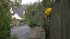 The bottom of my driveway with the gorse poking its head over the fence