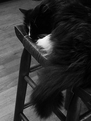 kitty on a stool