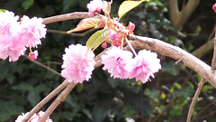 More blossom flowers now on my potted cherry tree